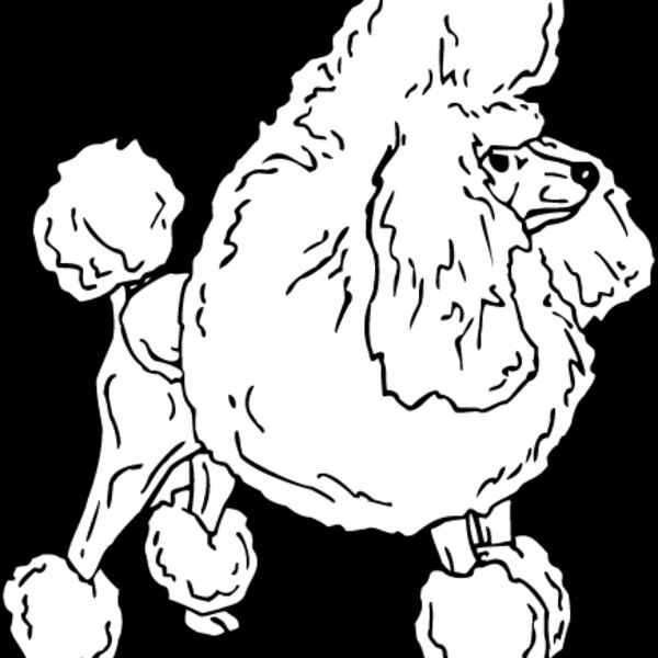 Toy Poodle Thumbnail