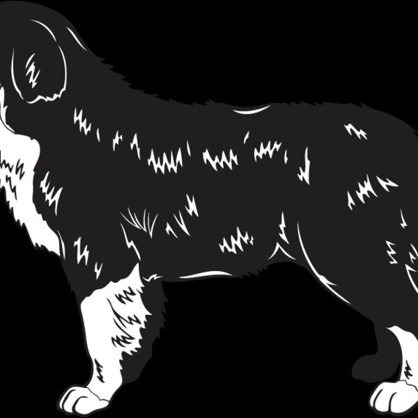 Bernese Mountain Dog2 Thumbnail