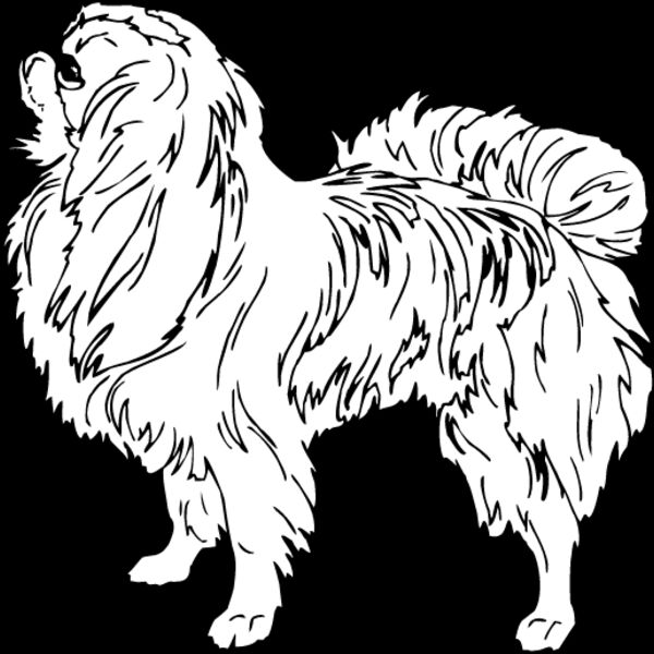 Shih Tzu1 Thumbnail