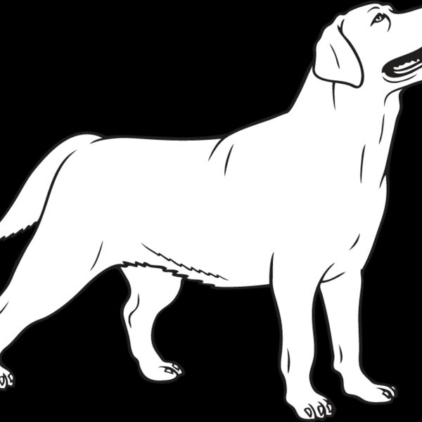 Labrador Retriever3 Thumbnail