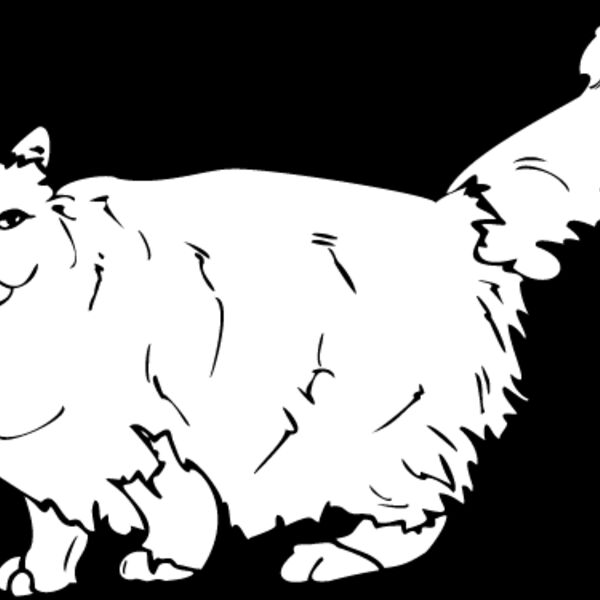 Cat12 Thumbnail