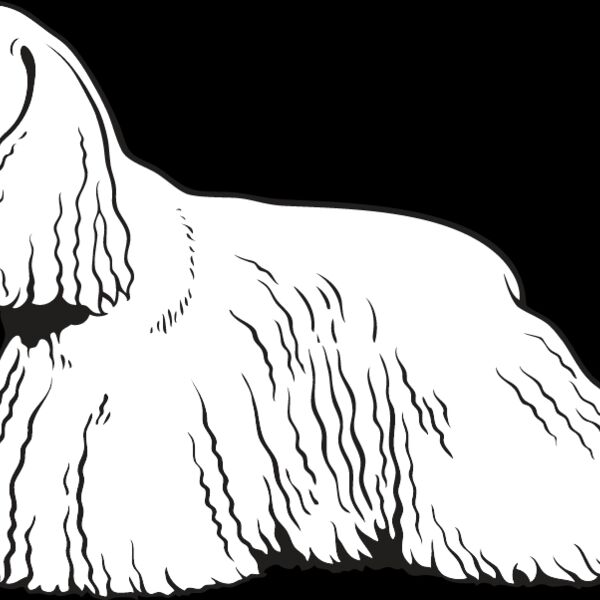 King Charles Spaniel4 Thumbnail