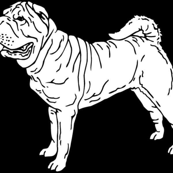Shar Pei1 Thumbnail