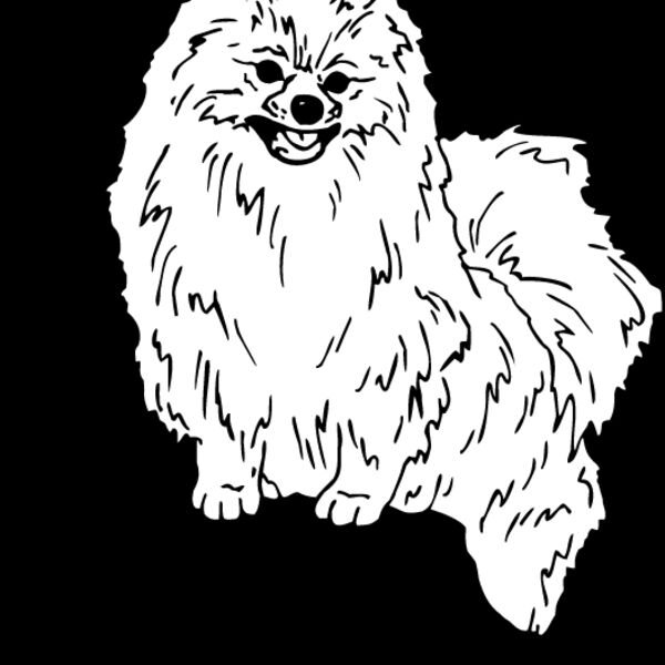Pomeranian1 Thumbnail