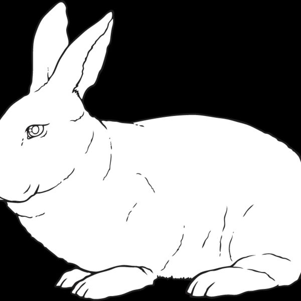 Rabbit3 Thumbnail