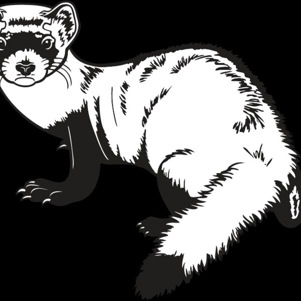 Ferret2 Thumbnail
