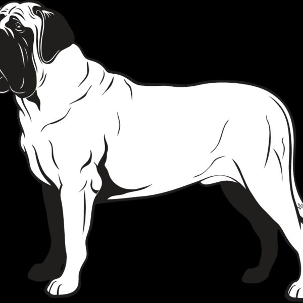 Bull Mastiff2 Thumbnail