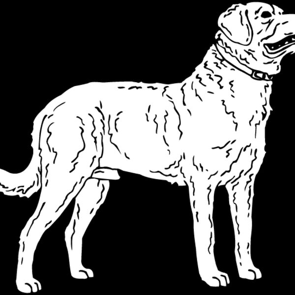Chesapeake Bay Retriever1 Thumbnail