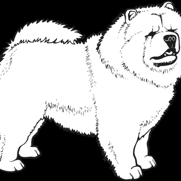 Chow Chow2 Thumbnail