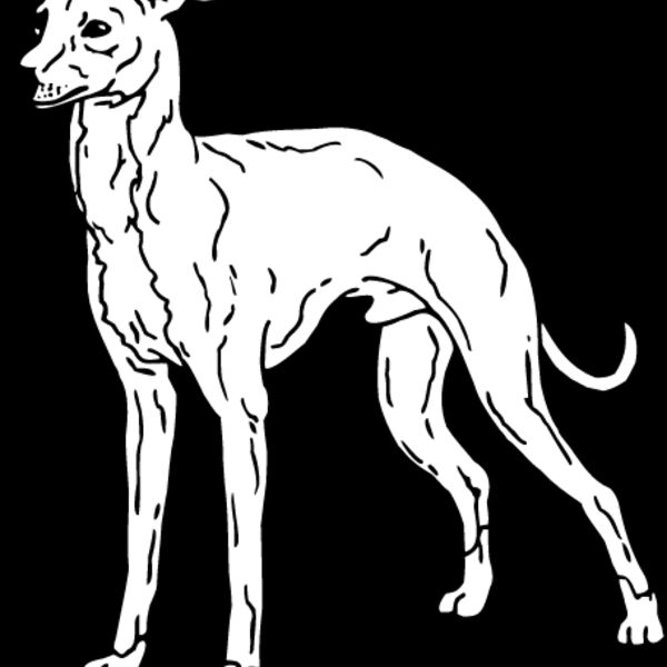 Cirneco of Etna Thumbnail