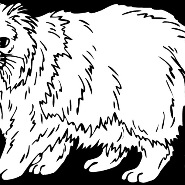 Cat11 Thumbnail
