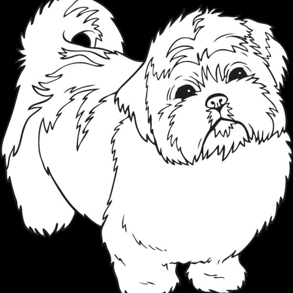 Shih Tzu Puppy Thumbnail