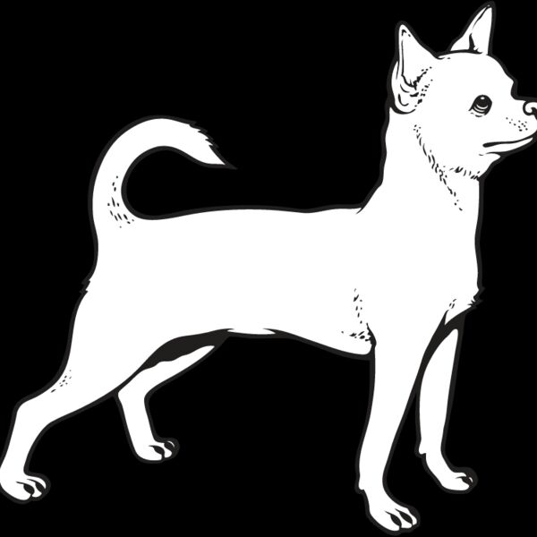 Chihuahua4 Thumbnail
