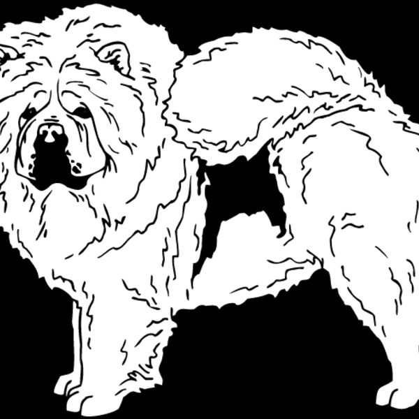 Chow Chow1 Thumbnail