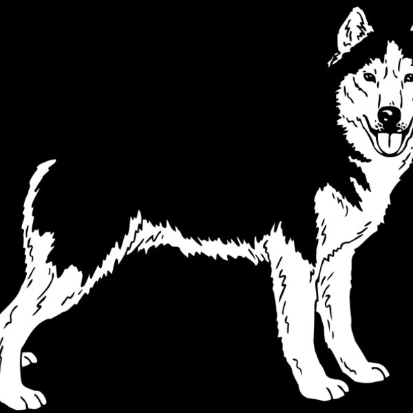 Siberian Husky1 Thumbnail