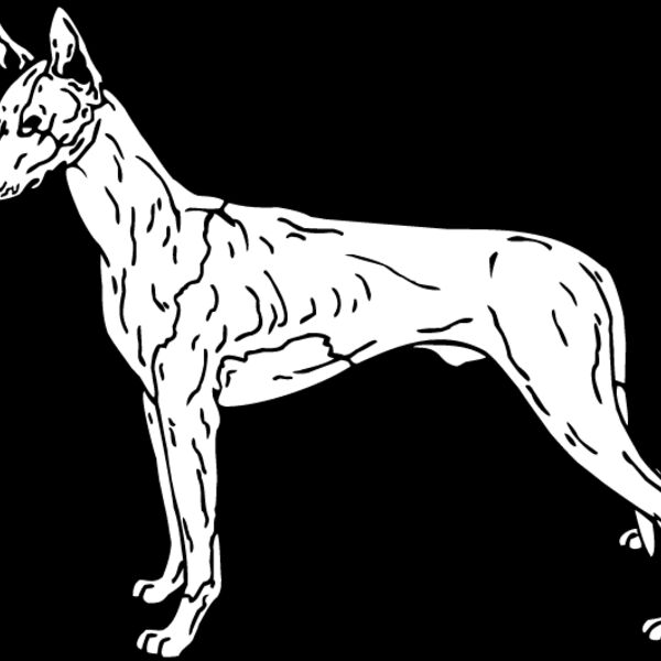 Ibizan Hound Thumbnail