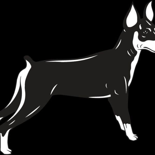 Miniature Pinscher Thumbnail