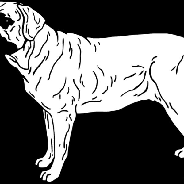Bull Mastiff3 Thumbnail