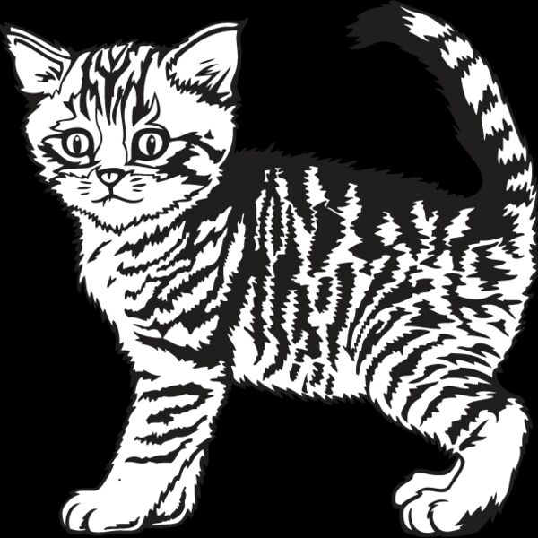 Kitten3 Thumbnail