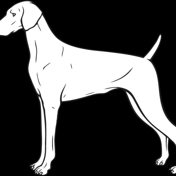 Weimaraner1 Thumbnail