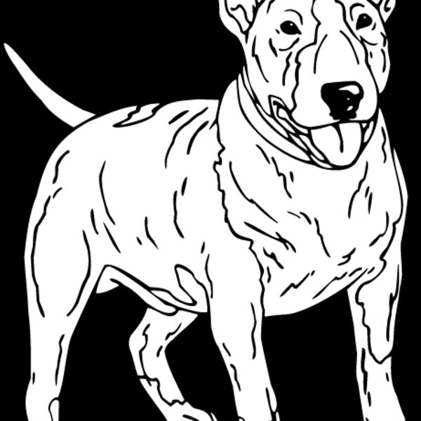 Bull Terrier1 Thumbnail
