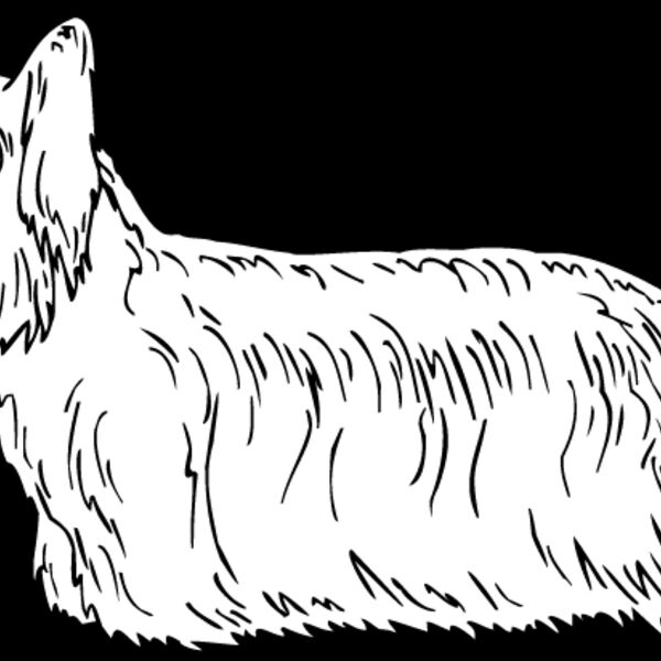 Skye Terrier Thumbnail
