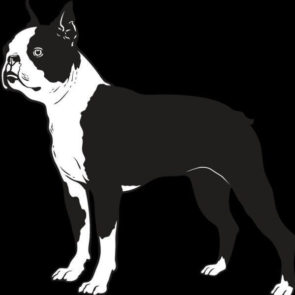 Boston Terrier Thumbnail