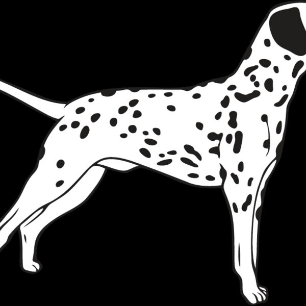 Dalmation3 Thumbnail