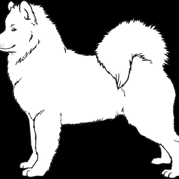 Samoyed2 Thumbnail