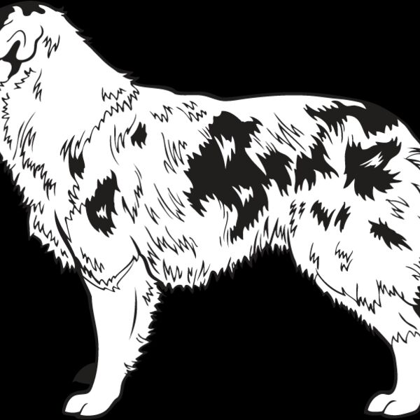 Australian Shepherd Thumbnail