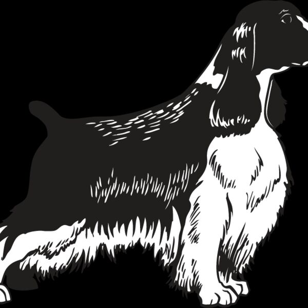 Springer Spaniel Thumbnail