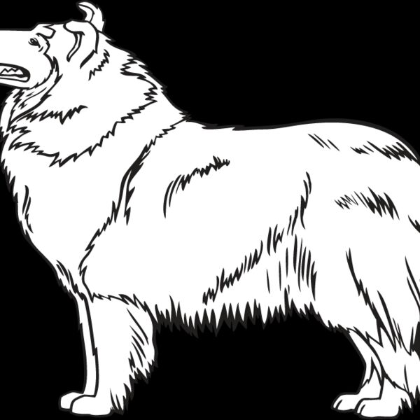 Collie3 Thumbnail